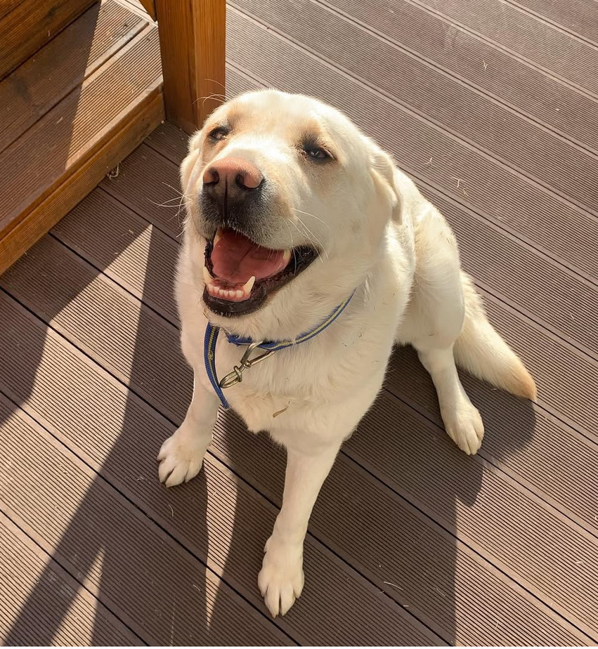 dog1