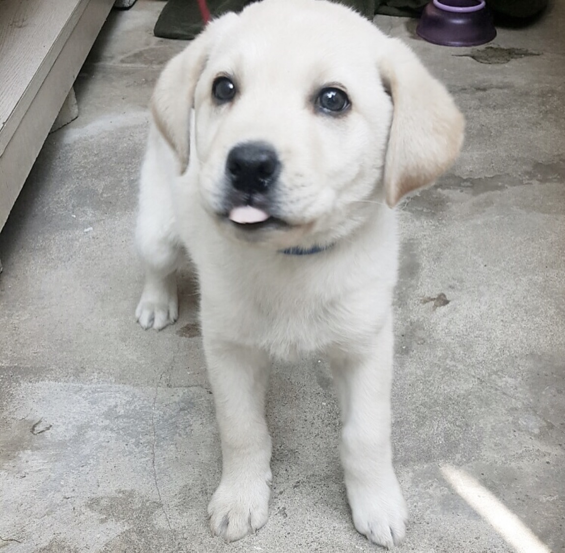 dog2