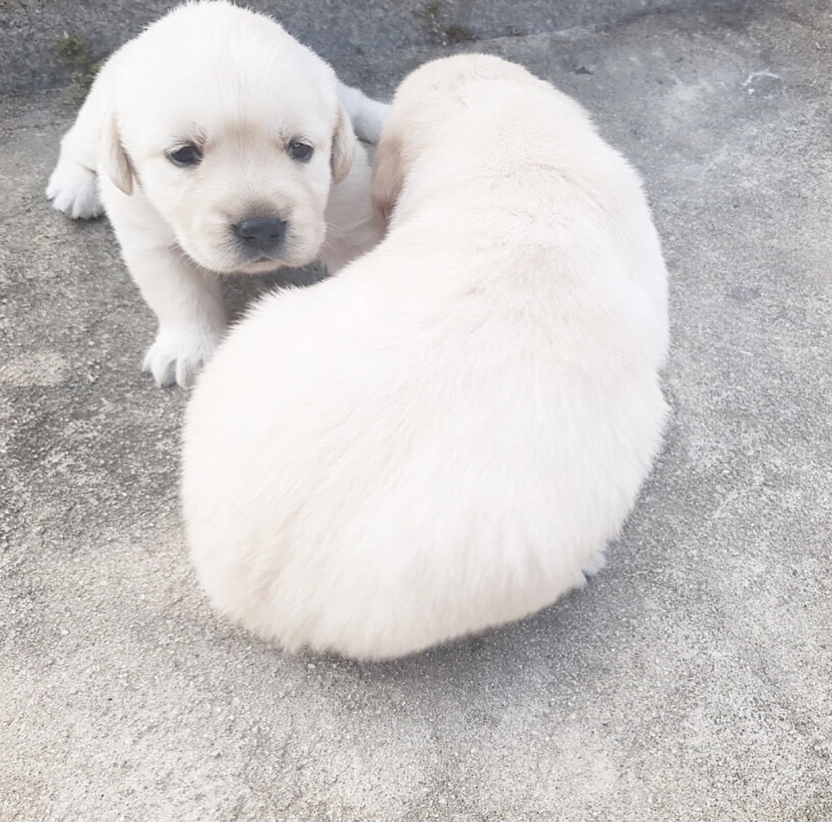dog3